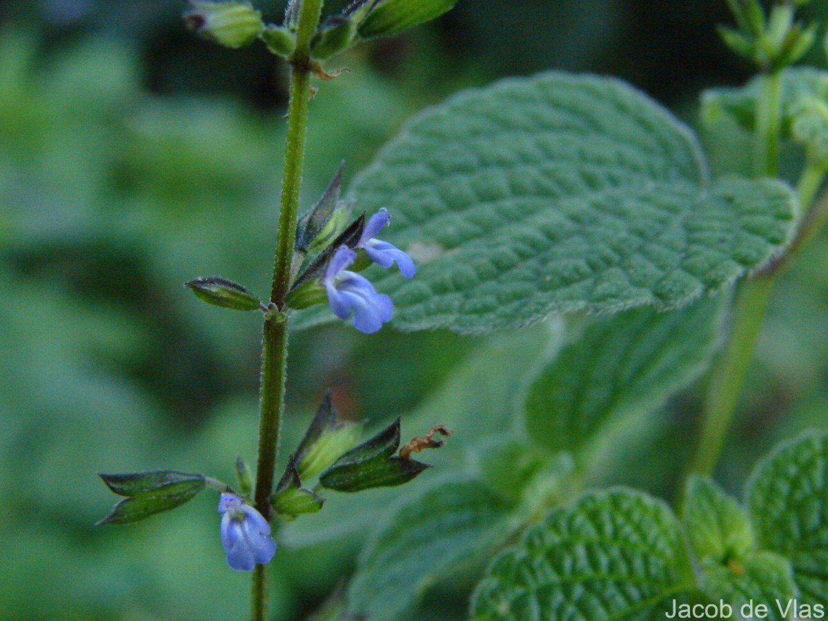 Salvia misella Kunth